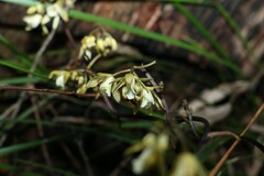 Erythrorchis cassythoides
