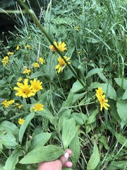 Arnica lanceolata