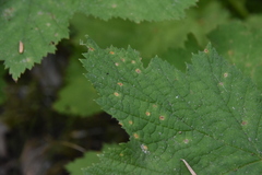 Phragmidium occidentale