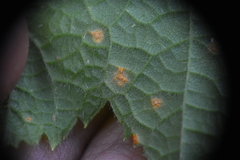 Phragmidium occidentale