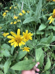 Arnica lanceolata