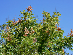 Koelreuteria bipinnata