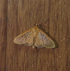Tyspanodes striata