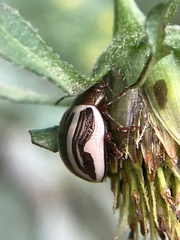 Calligrapha bidenticola