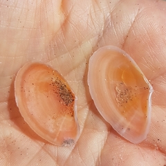 Bosemprella incarnata