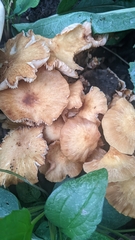 Desarmillaria