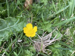 Ranunculus repens