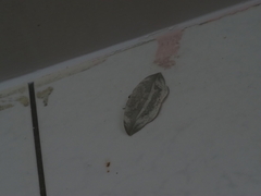 Cyclidia substigmaria