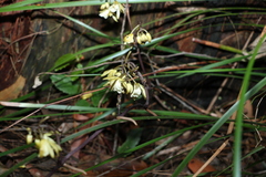 Erythrorchis cassythoides