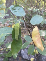 Papilioninae