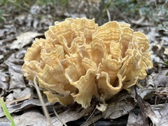 Sparassis spathulata