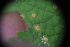 Phragmidium occidentale