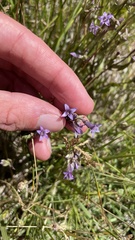 Gentianella amarella acuta