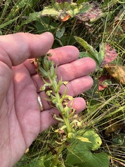 Dactylorhiza viridis