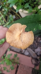 Desarmillaria