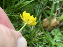 Ranunculus repens