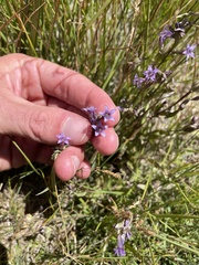 Gentianella amarella acuta