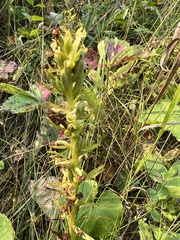 Dactylorhiza viridis