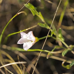 Convolvulus