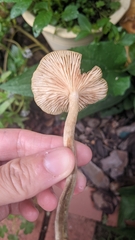 Desarmillaria