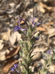 Trichostema lanceolatum