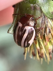 Calligrapha bidenticola