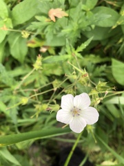 Geranium richardsonii
