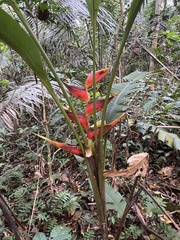 Heliconia stricta