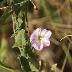 Convolvulus