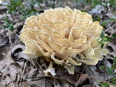 Sparassis spathulata