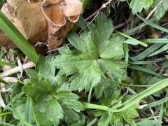 Ranunculus repens