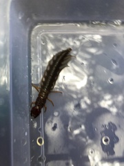 Orohermes crepusculus