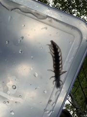 Orohermes crepusculus