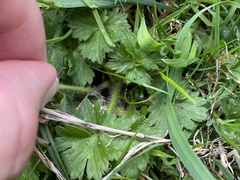 Ranunculus repens