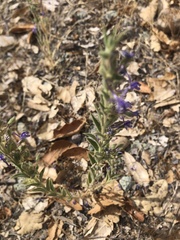 Trichostema lanceolatum