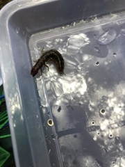 Orohermes crepusculus