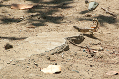 Leiocephalus carinatus