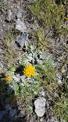 Jacobaea incana