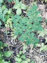Thalictrum pubescens