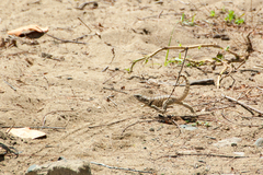 Leiocephalus carinatus