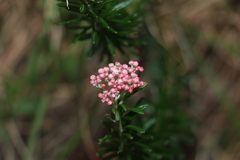 Ozothamnus diosmifolius