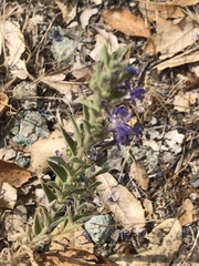Trichostema lanceolatum