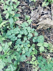 Thalictrum pubescens