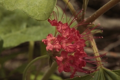 Nyctaginia capitata