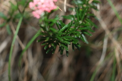 Ozothamnus diosmifolius