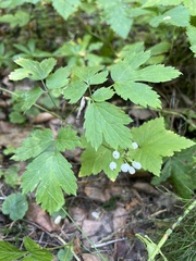Actaea rubra neglecta