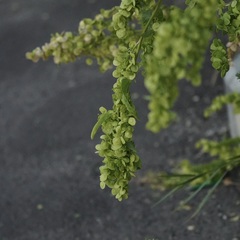 Caryophyllales