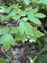 Actaea rubra neglecta
