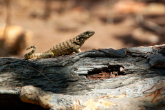 Leiocephalus carinatus