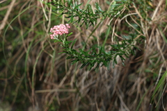 Ozothamnus diosmifolius